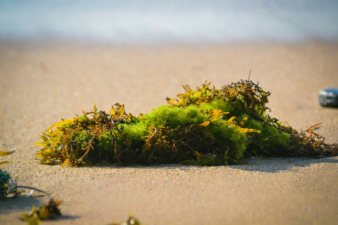 Sea moss craze: Should you eat it?